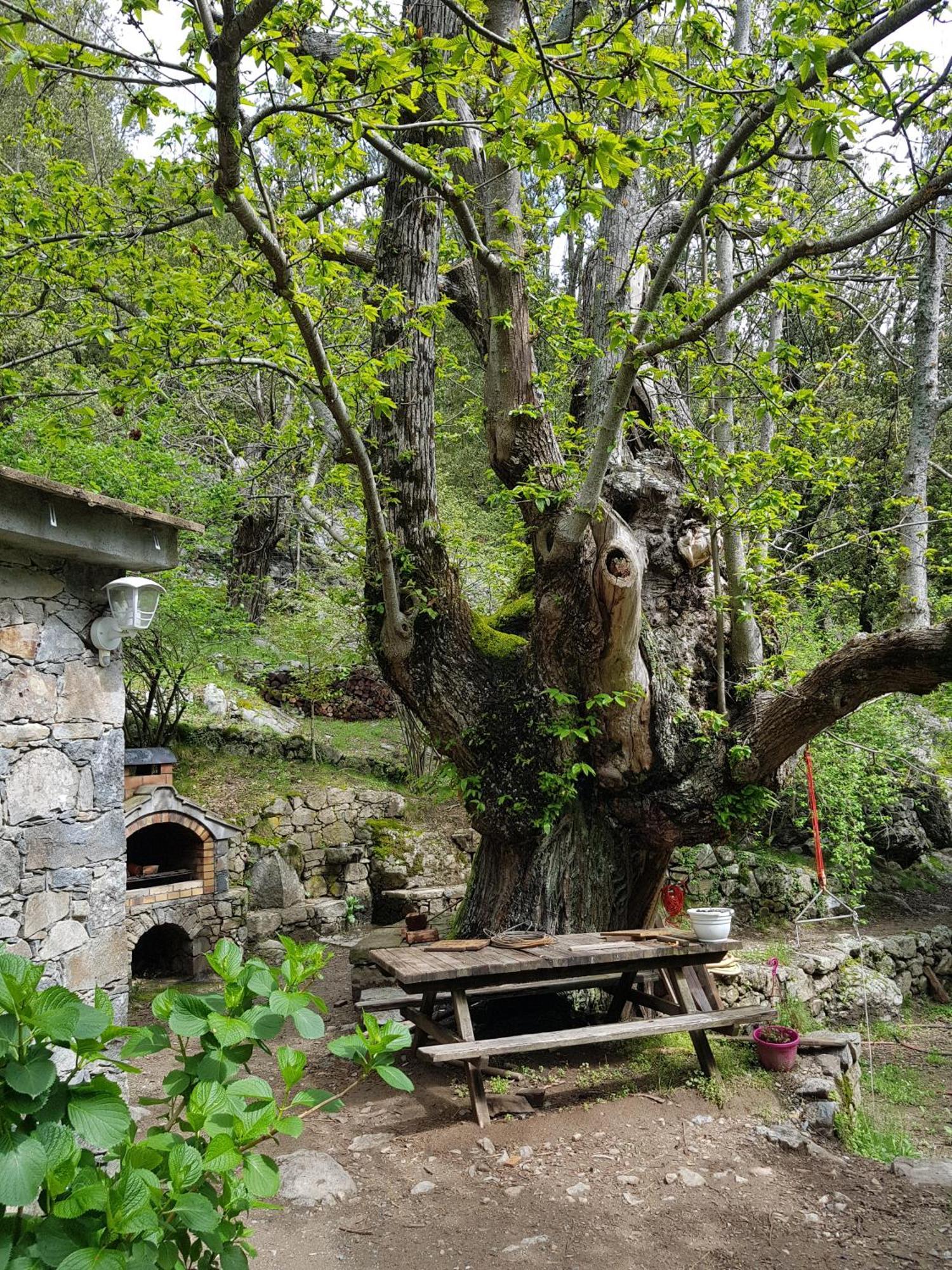 Chambre D'Hote "Chez Antoinette Et Charles" Santo-Pietro-di-Venaco Exterior photo
